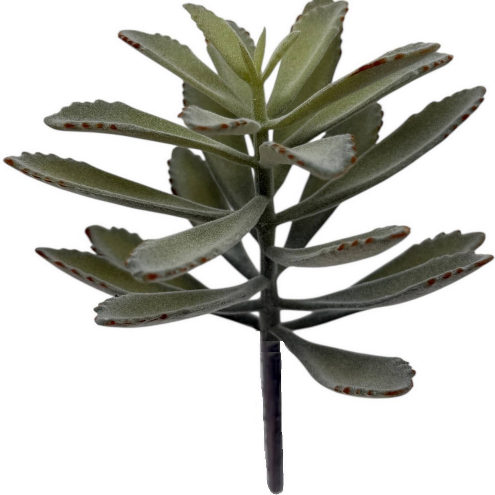 7.5" Kalanchoe Pick by Ashland®